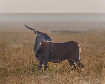 Porini Rhino Camp: Elenantilope