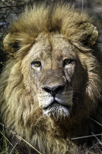 Qorokwe Camp: Löwengesicht