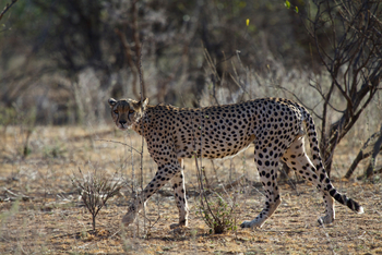 Sarara Camp: Gepard