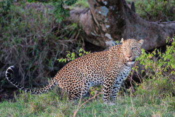 Saruni Mara Camp: Leopard