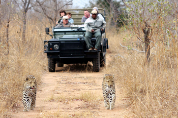 Savanna Lodge: Gäste im offenen Safari-Geländewagen beobachten Leoparden