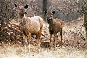 Sawai Vilas: Kailadevi Sanctuary - Sambarhirsche