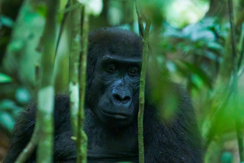 Sette Cama Eco Camp: Gorilla Portrait