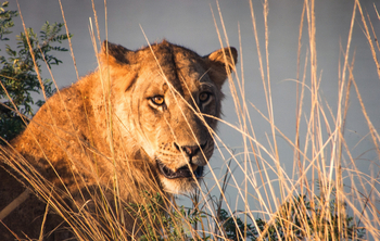 Shawa Luangwa Camp: Löwin
