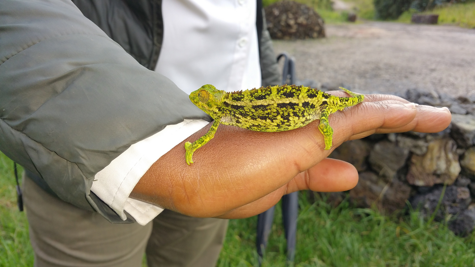 Singita Kwitonda Lodge Singita Kwitonda Lodge: Chamäleon