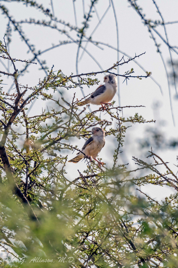 Sirikoi Lodge Sirikoi Lodge: Falconettes