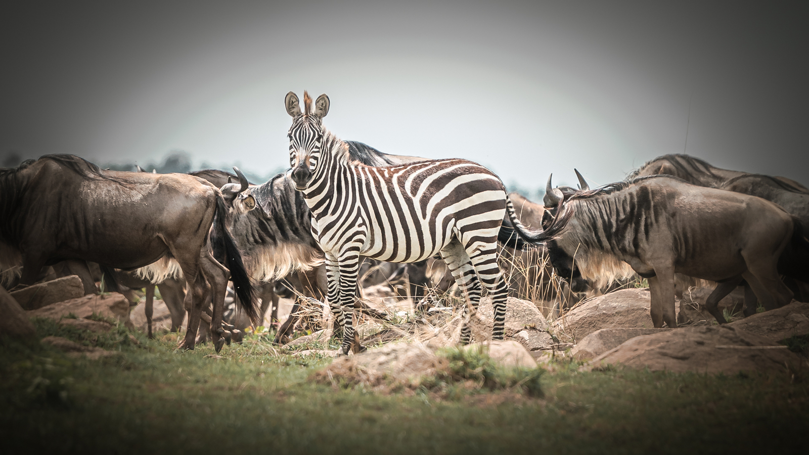 Siringit Serengeti Camp Siringit Serengeti Camp: Zebras und Gnus