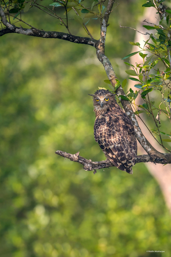 Sunderban Tiger Camp: Buffy Fish Owl