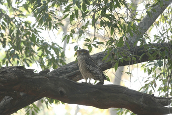 Svasara Jungle Lodge: Brown Fish Owl