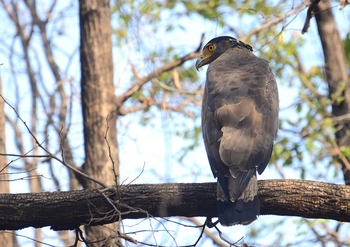 Tathastu Resort Satpura: Crested Serpent Eagle