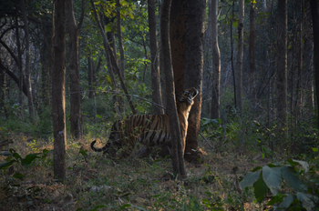 Tathastu Resort Tadoba: Duftspur