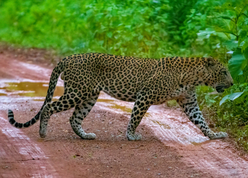 Tathastu Resort Tadoba: Leopard auf der Piste