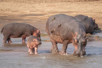 Time + Tide South Luangwa: Nilpferdkuh mit Kalb
