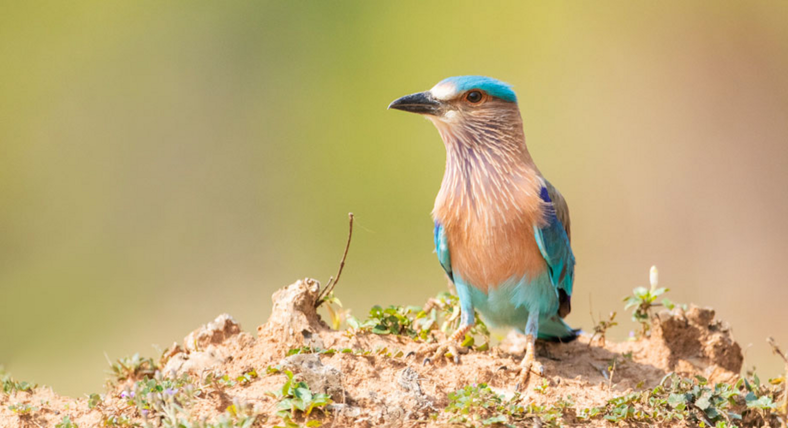 Treehouse Hideaway Treehouse Hideaway: Indian Roller