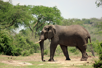 Volcanoes Kyambura Gorge Lodge: Elefantenbulle