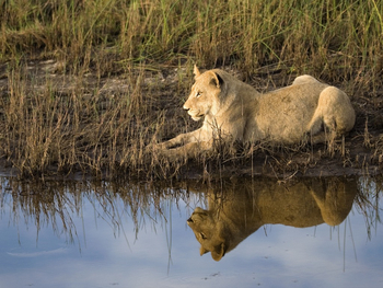 Vumbura Plains Camp: Löwin