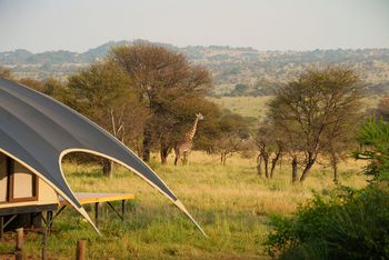 Warangi Ridge: Girafee am Zelt