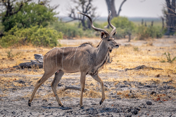 Mokete Camp: Kudu