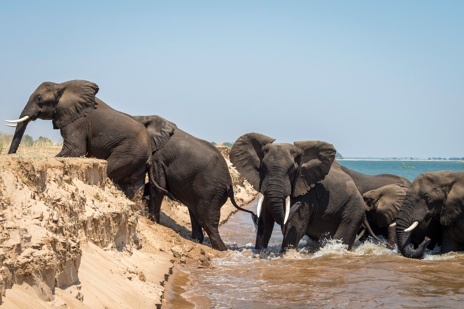 Little Ruckomechi Camp Little Ruckomechi Camp: Elefanten kommen aus Wasser