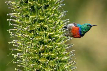 Bisate Lodge: Sunbird