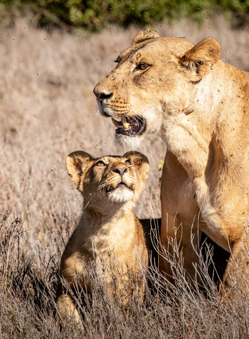 Borana Lodge Borana Lodge: Löwin mit Jungtier Nahaufnahme