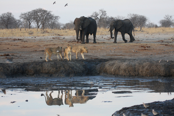 Camp Hwange: Masuni-Wasserloch