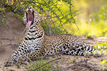 Cheetah Plains: Gähnender Leopard