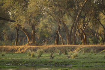 Tusk and Mane Safaris Tusk and Mane Safaris: Paviangruppe