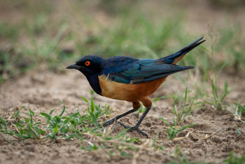 Cottar's 1920s Safari Camp: Hildebrandt's Starling