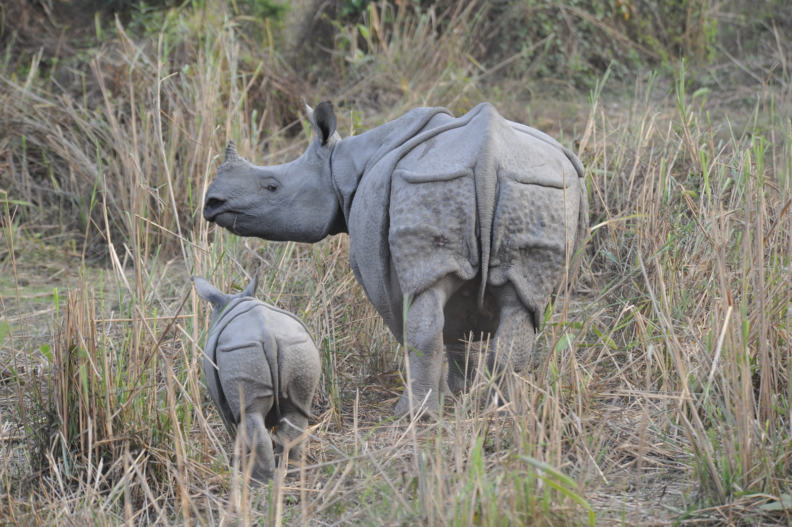 Kaziranga National Park - Panzernashorn mit Kalb Kaziranga National Park - Panzernashorn mit Kalb