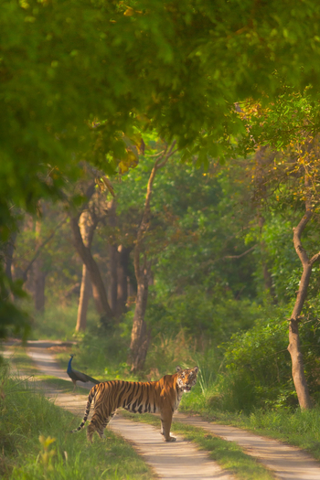Jaagir Manor: Tiger auf der Piste