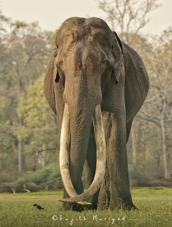 Kaav Safari Lodge: Alter Elefantenbulle