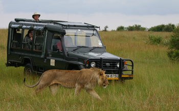 Kicheche Mara Camp: Junger Löwe