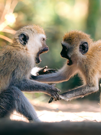 Kisima Ngeda Camp: Vervet Monkeys