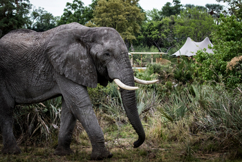 Little Mombo Camp: Elefant