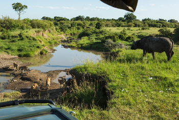 Mara Toto Tree Camp: Löwen am Ntiakitiak River