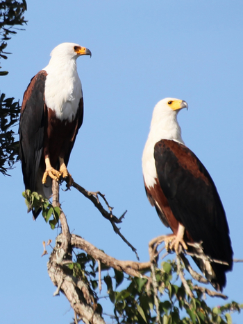 Mihingo Lodge: African Fish Eagles