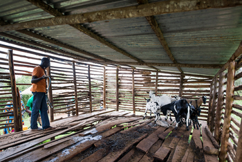 Mihingo Lodge: Ziegestall