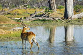 Moremi Game Reserve: Rote Moorantilope