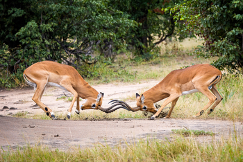 Muddy Teak Camp: Impalas Rangkampf
