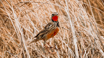 Mukambi Busanga Plains Camp: Rosy-throated Longclaw - Rubinkehlpieper