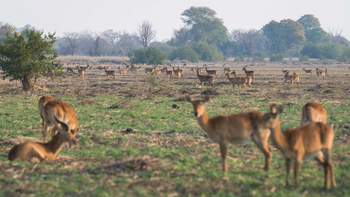Musekese Camp Musekese Camp: Plains Game