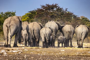 Mushara Game Drive: Elefant im Rückzug