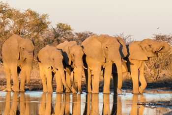 Camp Kalahari Camp Kalahari: Trinkende Elefanten