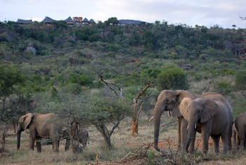 Ol Malo Lodge: Elefanten vor der Lodge
