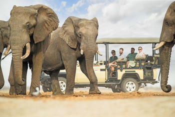 Savute Safari Lodge: Game Drive - Elefantenbullen