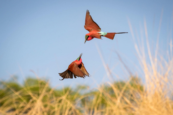 Shenton Safaris: Carmine Bee-Eater Hide