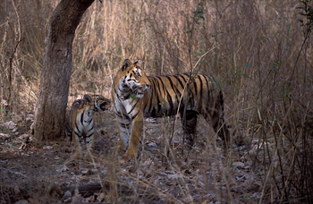 Shergarh Tented Camp: Tigerin mit Jungtier