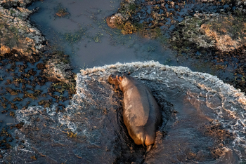 Shumba Camp Shumba Camp: Nilpferd - gesehen vom Ballon