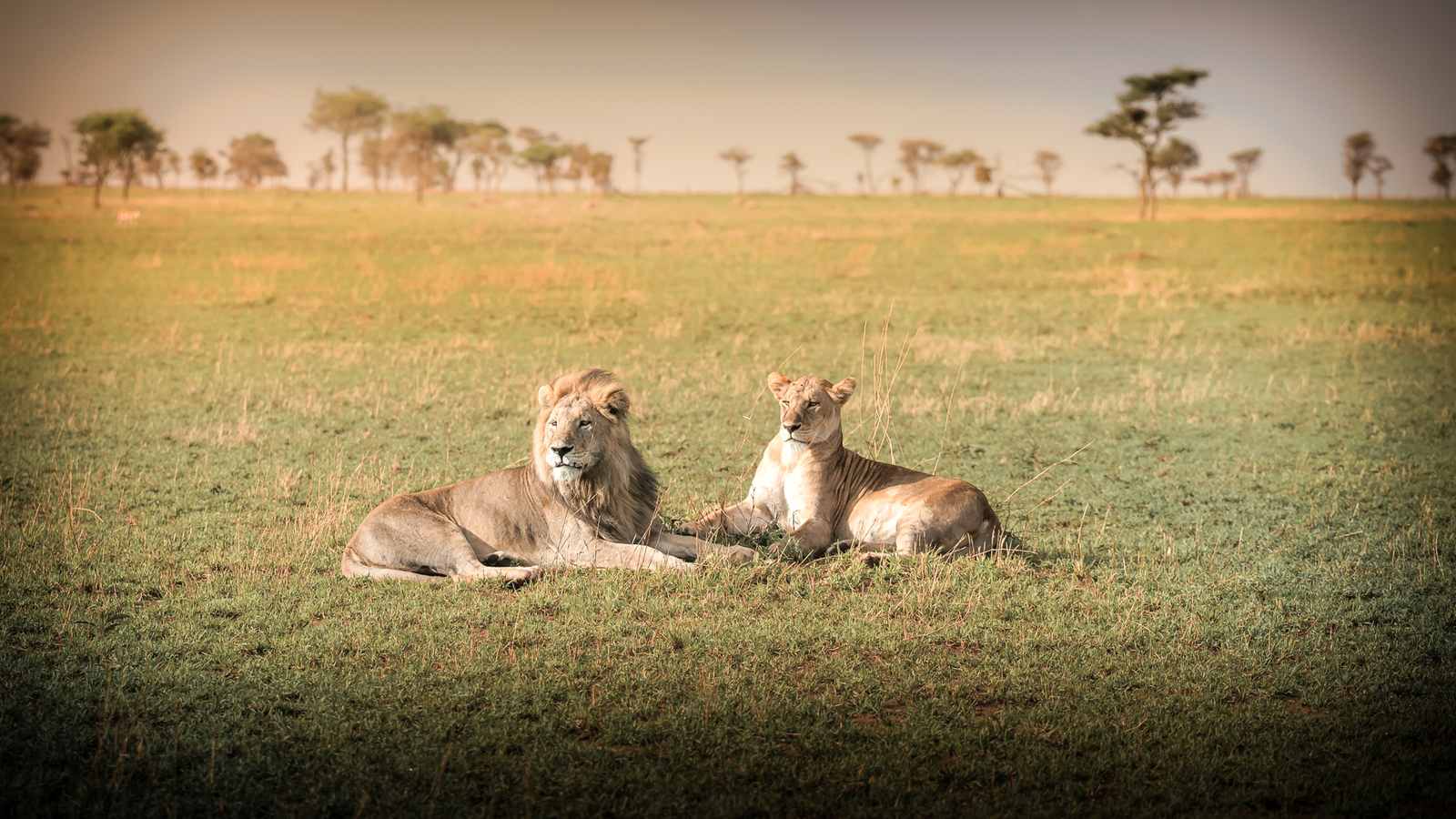 Siringit Serengeti Camp Siringit Serengeti Camp: Löwenpaar